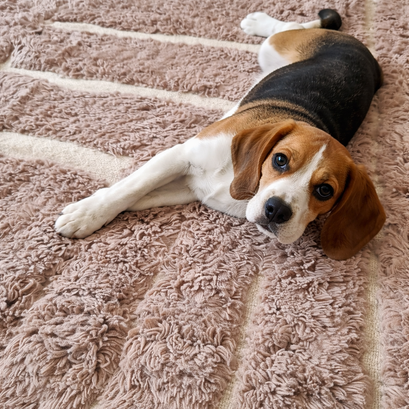 Beagle puppy lying on a blush pink Moroccan wool rug with cream geometric lines, showing the rug’s soft shag texture in a customer home.